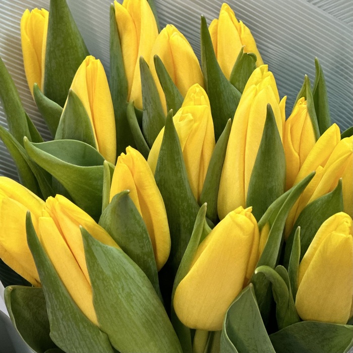 Букет из 1 желтых тюльпанов