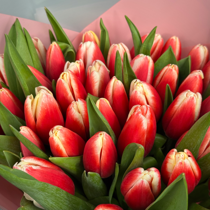Букет из 71 красных тюльпанов