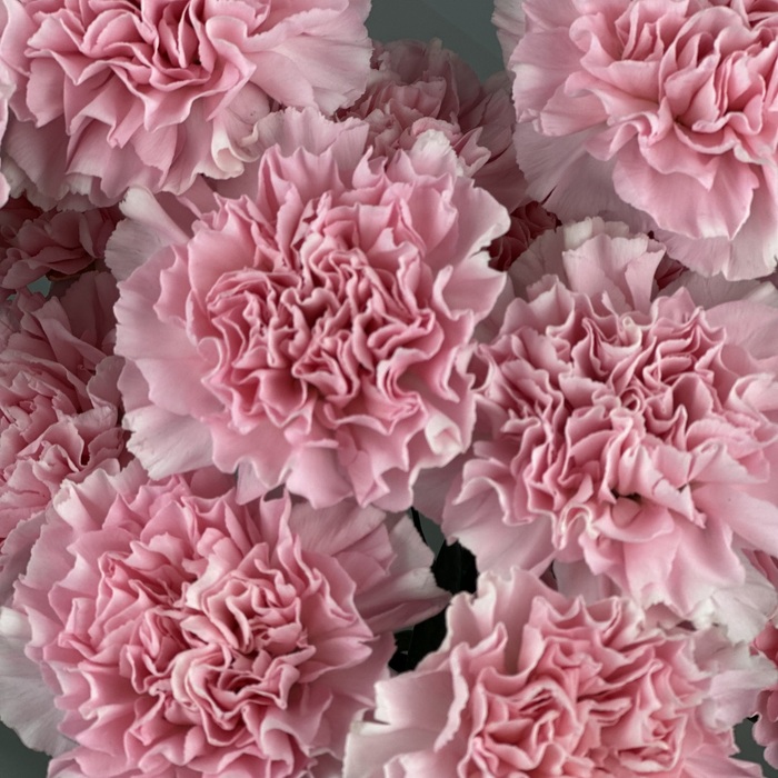 Букет из 15 розовых гвоздик