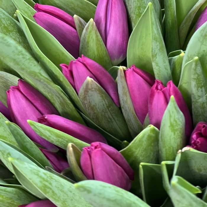 Букет из 51 фиолетовых тюльпанов