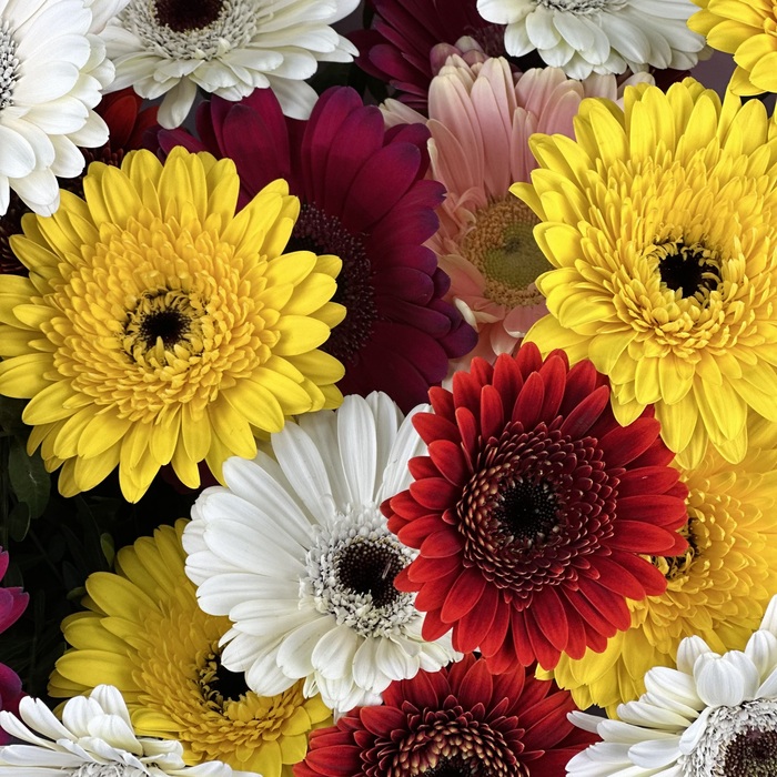 Букет из 21 гербер микс