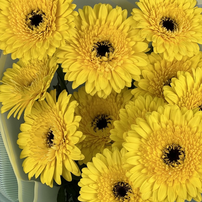 Букет из 11 желтых гербер