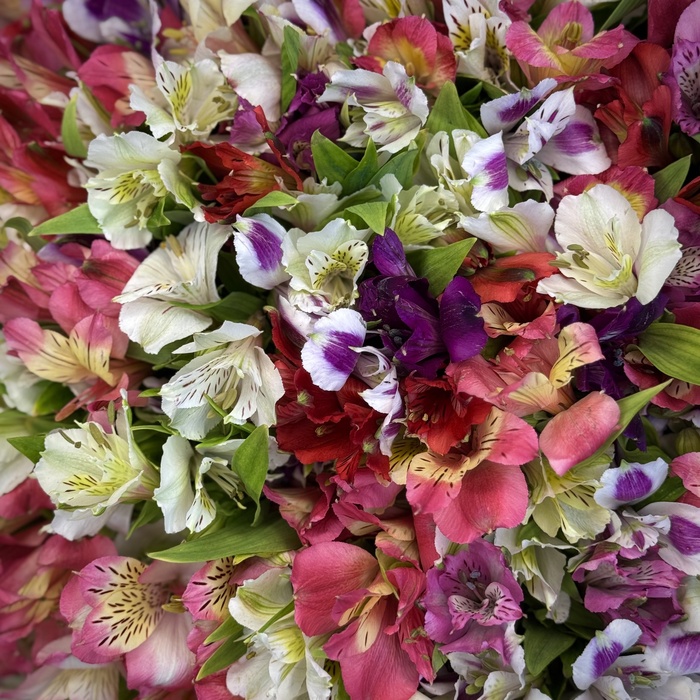 Букет из 101 альстромерий микс