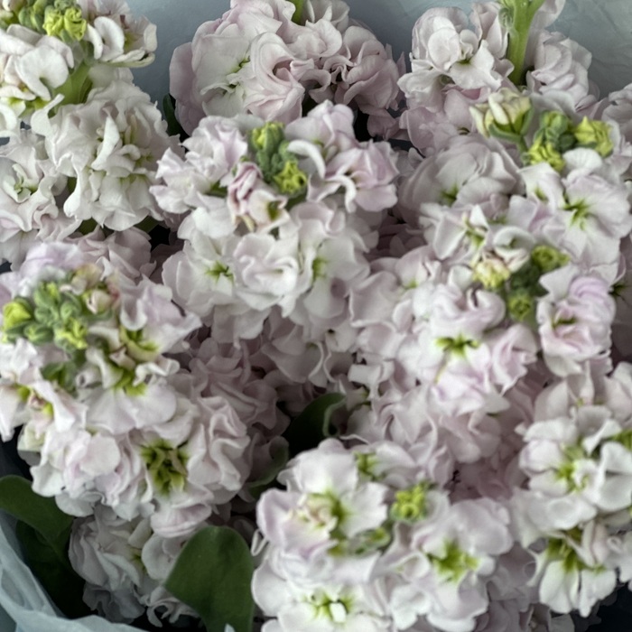 Букет из 11 розовых маттиол