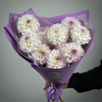 Букет из 11 бело-сиреневых георгин 