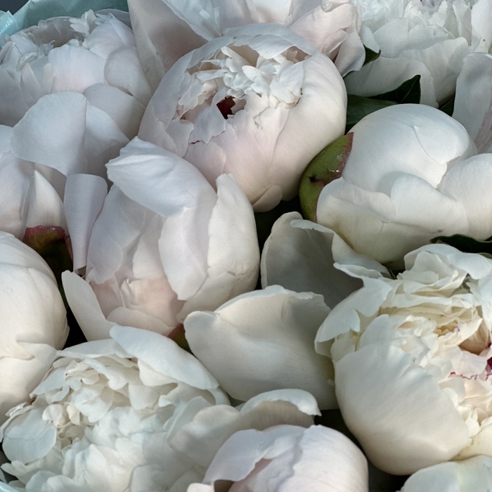 Букет из 15 бело-розовых пионов