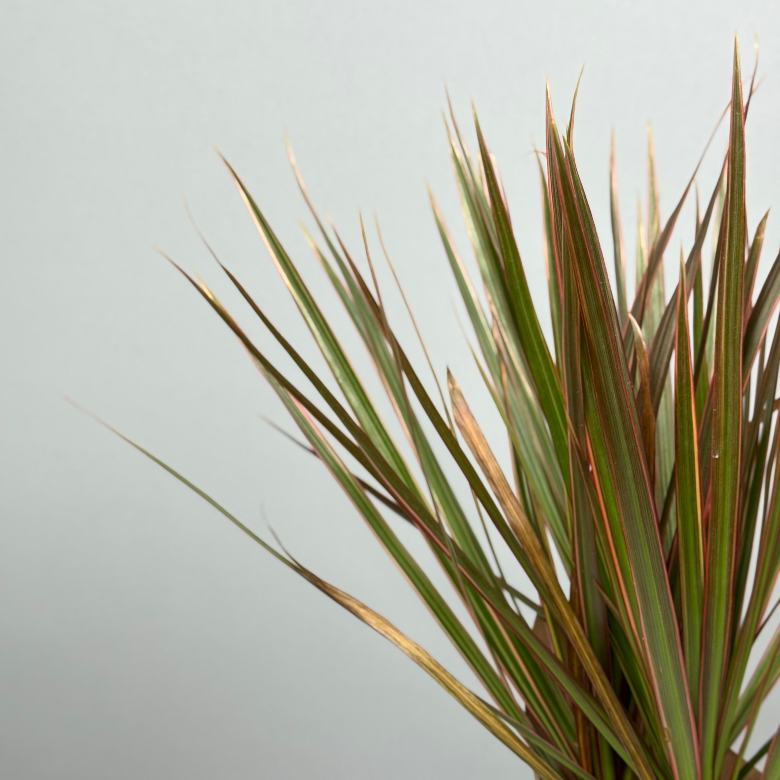 Драцена 10 см - декоративно-лиственное растение 