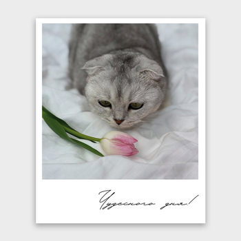 Открытка Чудесного дня! (кот, формат мини)