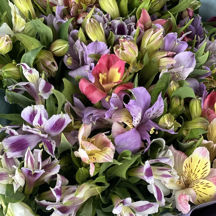 Букет из 31 альстромерий микс