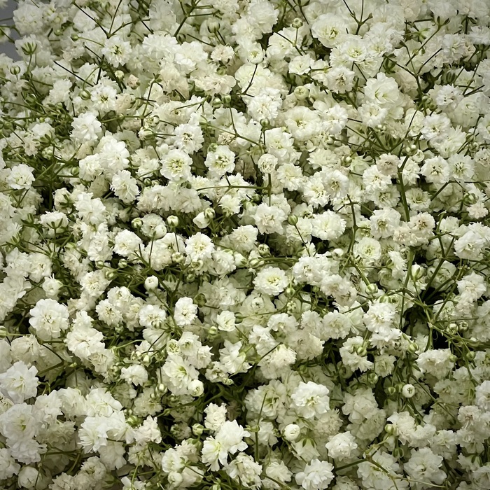 Белая гипсофила в шляпной коробке S