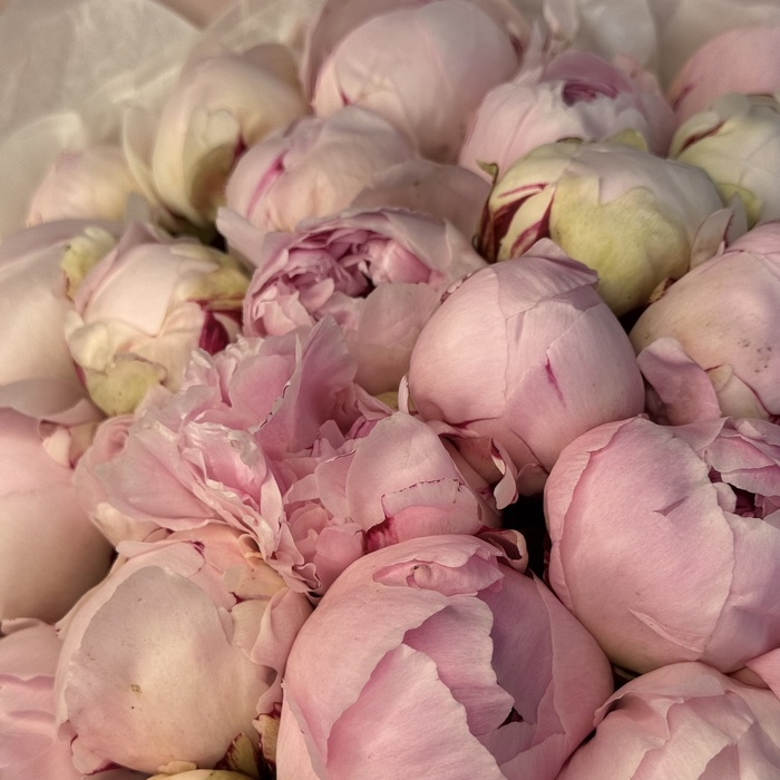 Букет из 51 пионов Сара