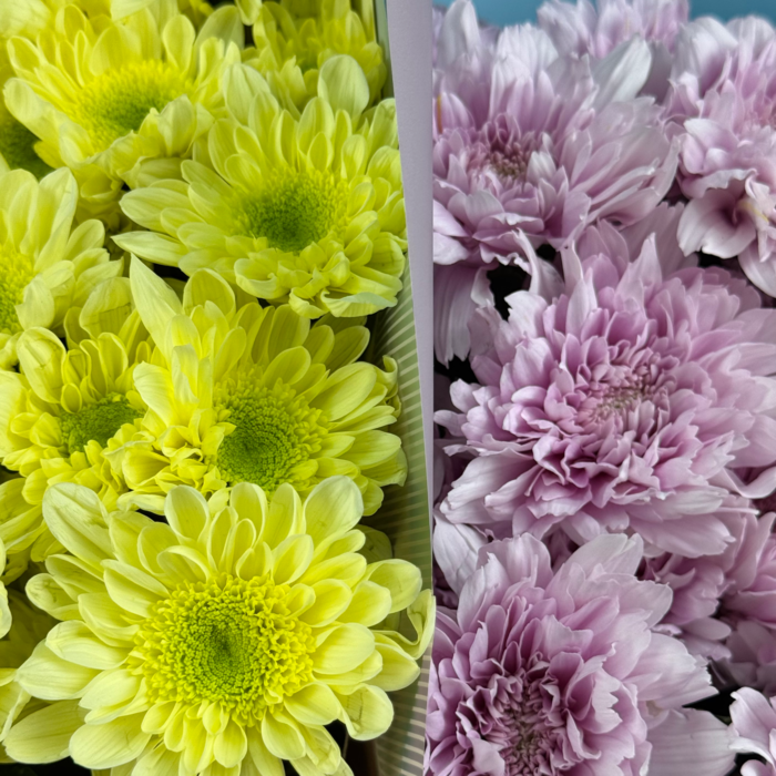 Комбо Снова в школу