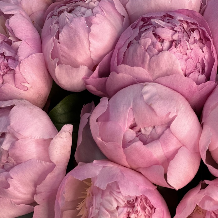 Букет из 15 розовых пионов