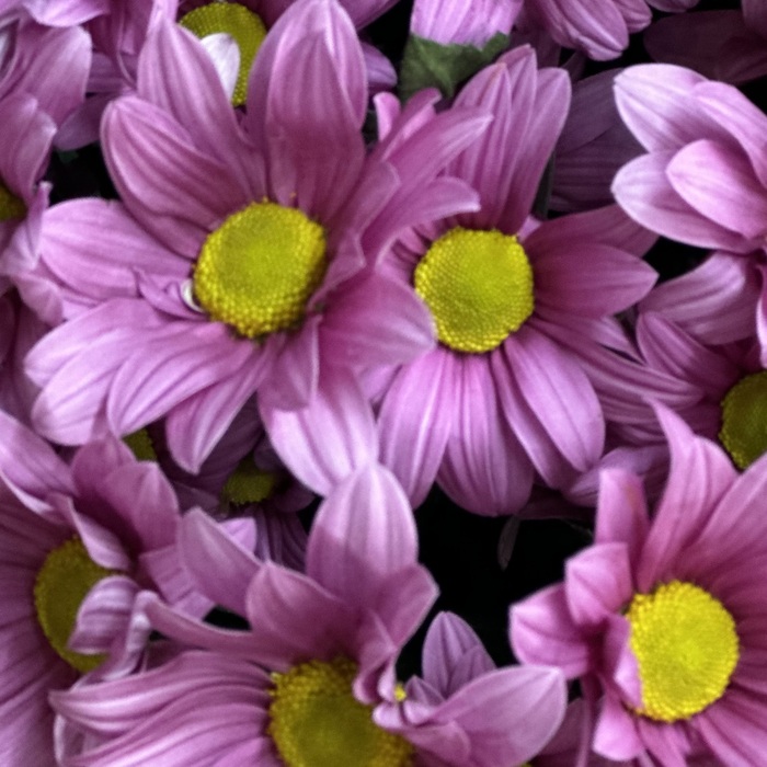 Букет из 7 сиреневых кустовых ромашковых хризантем